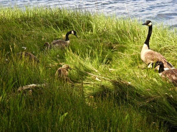 Canada goose viladomat girona outlet